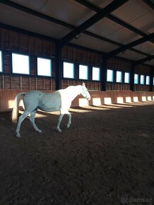 Ustájení koní - 6