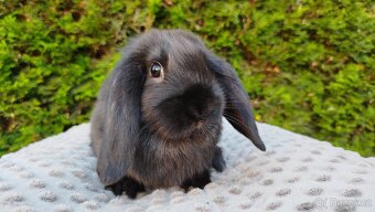 Zakrslý beránek, králíček, králík - PEGAS - 6