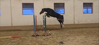 „Výjimečná černá mladá klisna na prodej.” - 6