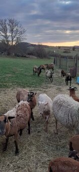 Prodám jehňata - ovce kamerunské - 6