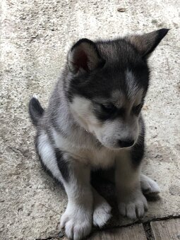 Sibiřský husky - 6