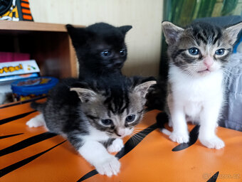 Mikulášská koťátka - 6