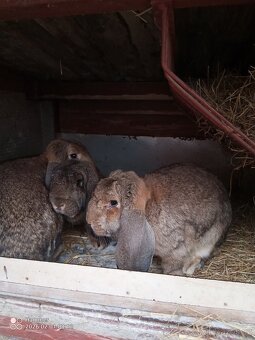 Francouzský beran - 6