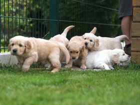 Zlatý retrívr - štěňátka s PP (golden retriever) - 6