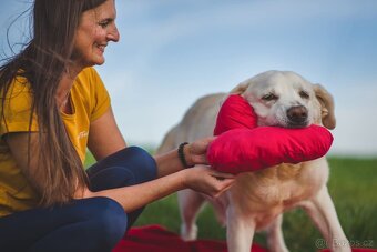 ZIGGY - Labrador 45 kg, 12 let - 6