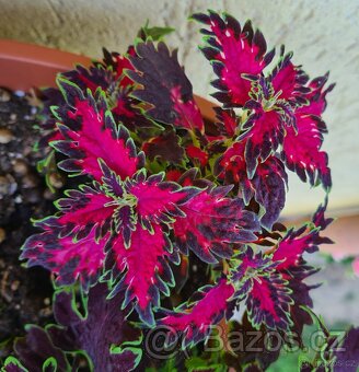 SEMENA Africká okrasná kopřiva Coleus - 6