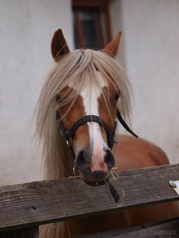 Klisnička Welsh pony, sekce B na prodej - 6