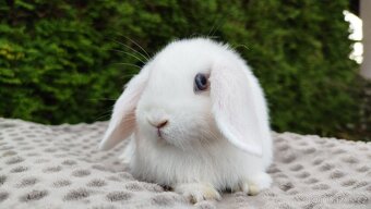 Zakrslý beránek, králíček, králík-HOLLY - 6