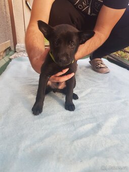 Belgický ovčák malinois - 6