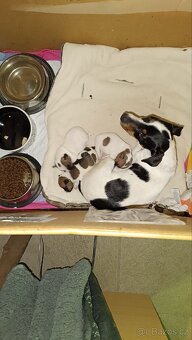 Prodám 2 fenky Jack Russell teriér bez PP - 6