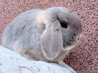 ★ Chovný MiniLop Sameček ★ - 6