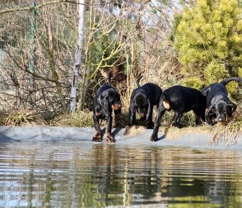 Black and Tan Coonhound s PP FCI - 6