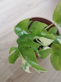 Rhaphidophora tetrasperma variegata - monstera minima var. - 6