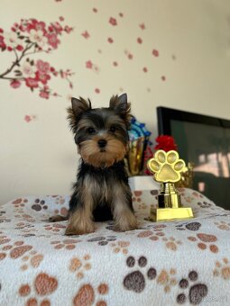 Yorkshire terrier, jork, jorkšírsky terier s PP - 6