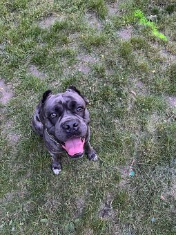 Cane Corso Ke Krytí s PP - 6