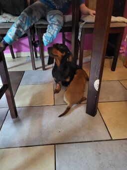 Jezevčík standard x Jezevčík trpasličí pejsek - 6