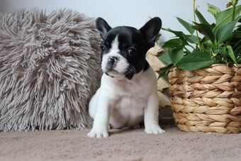 Francouzský buldoček s průkazem původu - 6