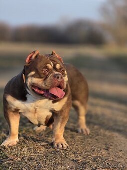 American Bully pocket - 6