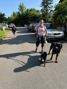 Školka pro psy, hlídání - 6