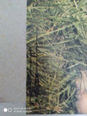 Originál nástěnné plakáty z 80. let 20. století - Psi, Kočky - 6