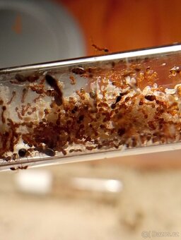 Mravenec faraon (Monomorium pharaonis) - 6
