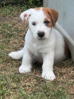 Jack Russell teriér s PP - 6