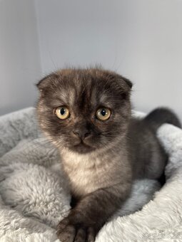 Skotská klapouchá kočička, kotě, scottish smoke grey. - 6