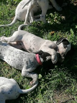 Ohař - prodej štěňat - 6