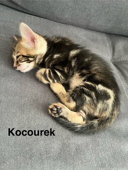 Bengálská kočka - 6