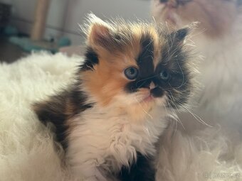 Minuet/munchkin - 6