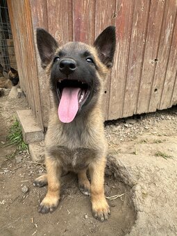 Belgický ovčák Malinois - 6