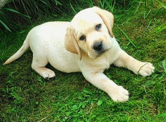 Labrador s PP, nádherná dvě světlá štěňátka, kluci - 6