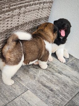 Akita americka - 6