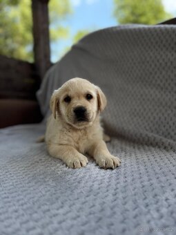 Labrador, štěňátka - 6