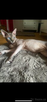 Sphynx - 6