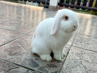 Volná samička - Anglický Zakrslý Beránek MiniLop🍑🧡🤍 - 6