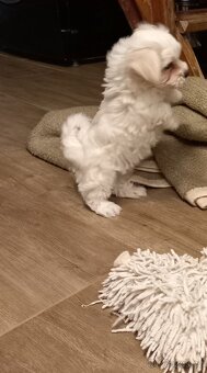 Maltézský psík - maltézáček- pejsek - 6