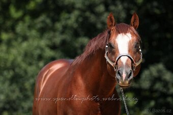 QH kobyla - 6