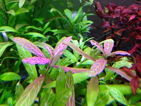 Akvarijní rostliny - 6