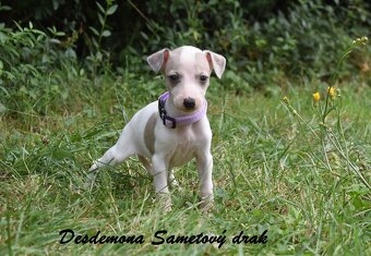 Whippet s PP (FCI) - 6