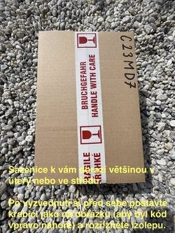 Šalvěj Divotvorná - sazenice - 6