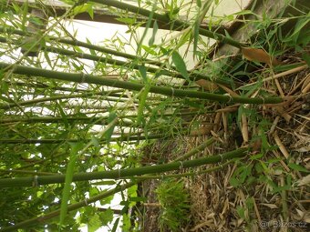 Bambusy Vysočina - 6