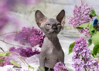 Sphynx - 6