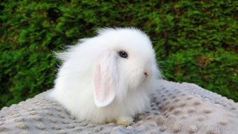 Zakrslý beránek, králíček, králík - ŠMUDLINKA - 6