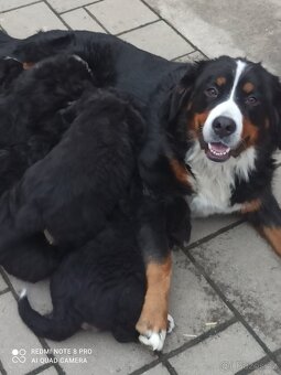 Bernský salašnícky pes - 6