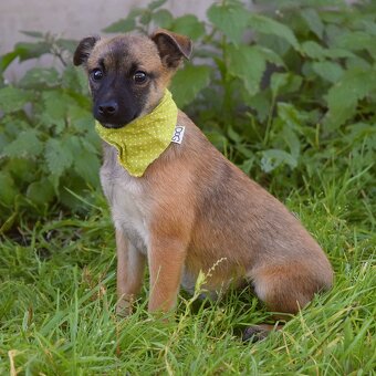 Samko hledá domov - 6