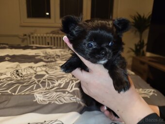 Čivava štěně - 6