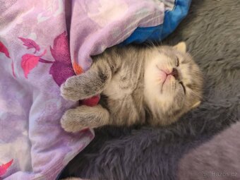 Predám Britské mačiatko - 6