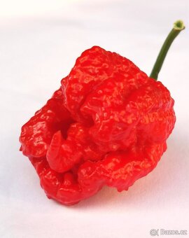 Chilli pata - Kaj Ostra - 6