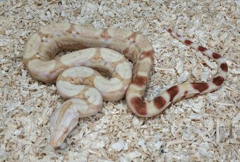 Boa imperator- Sharp Sunglow 66% het Sterling,Hypo Sterling - 6